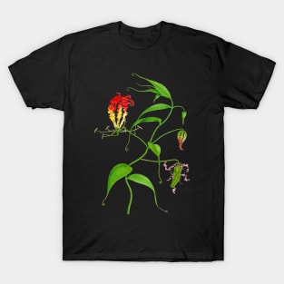 Flame lily - Gloriosa superba - botanical illustration T-Shirt